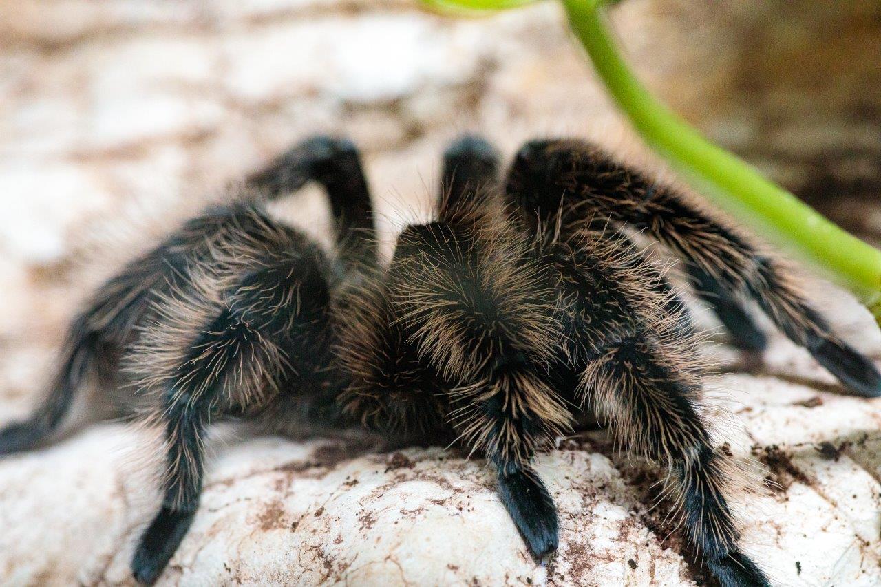 Expoziția Educativă de Tarantule și Reptile Vii