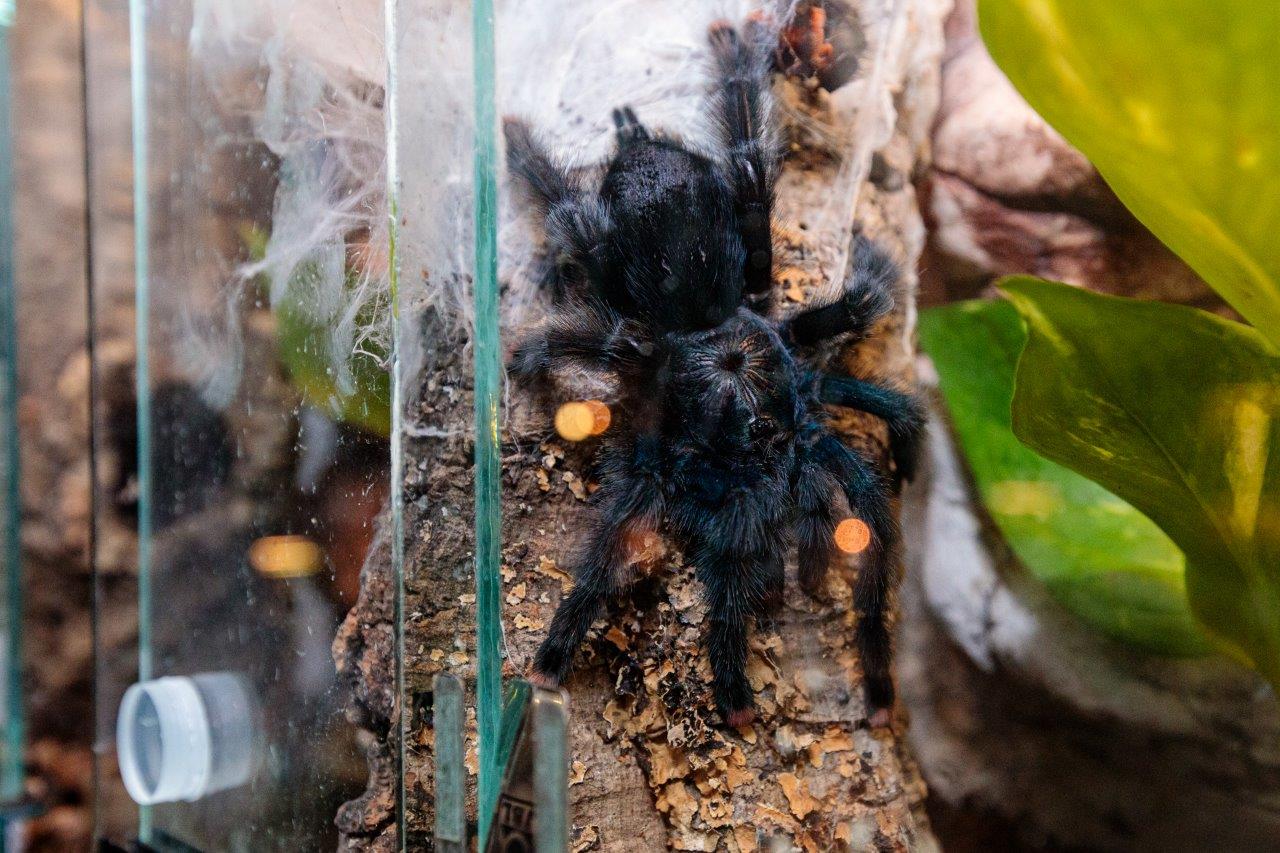 Expo tarantule si reptile (10)